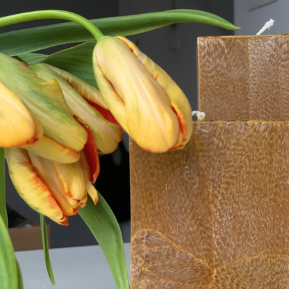 ORANGE CANDLES FAMILY